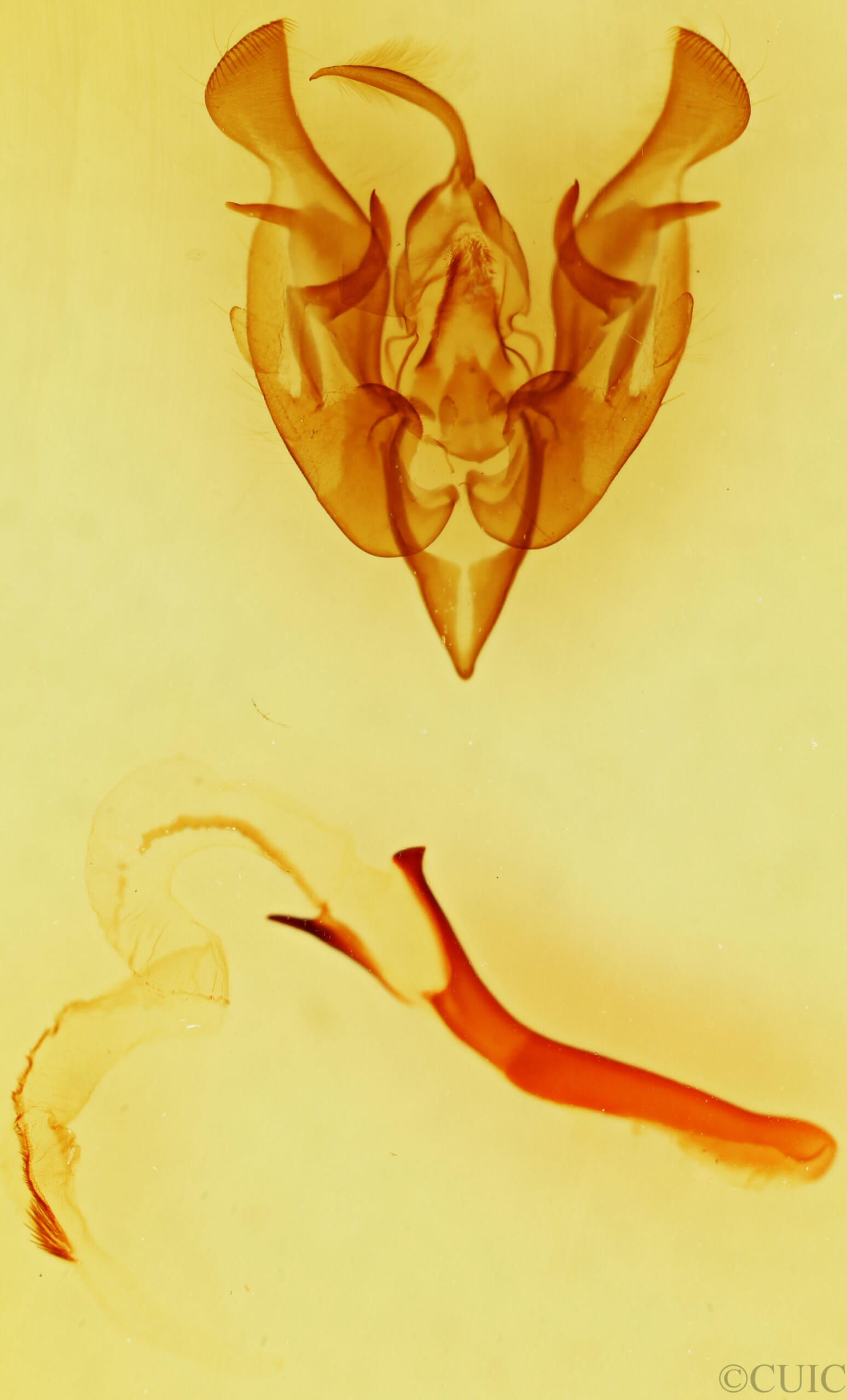 genitalia view of adult Lacinipolia meditata