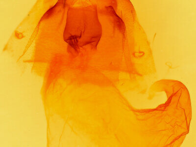 genitalia view of adult Acronicta vinnula