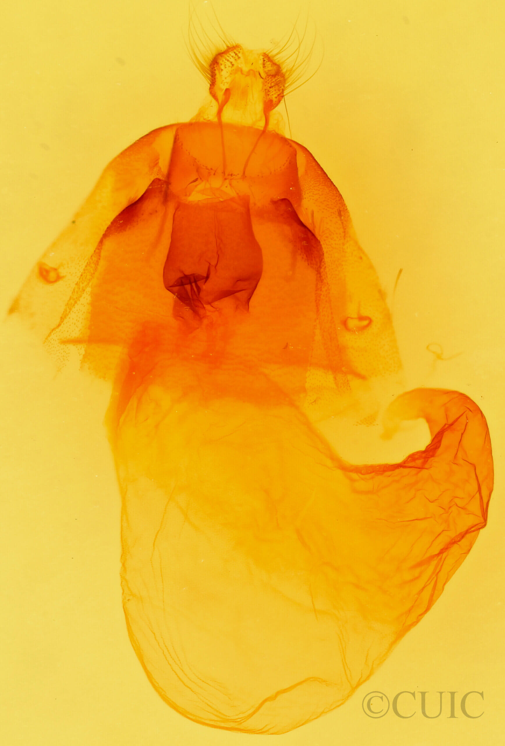 genitalia view of adult Acronicta vinnula