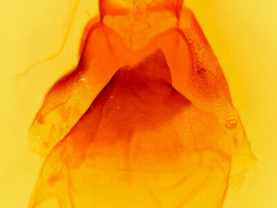 genitalia view of adult Acronicta fragilis