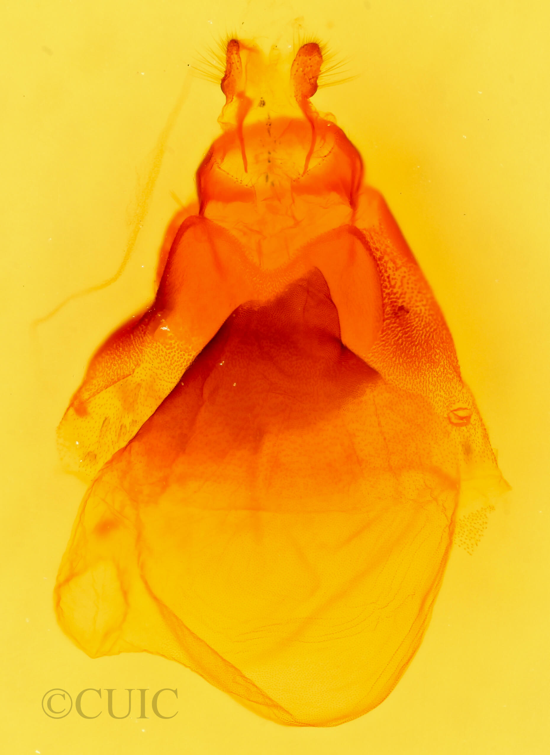 genitalia view of adult Acronicta fragilis