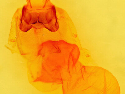 genitalia view of adult Acronicta retardata