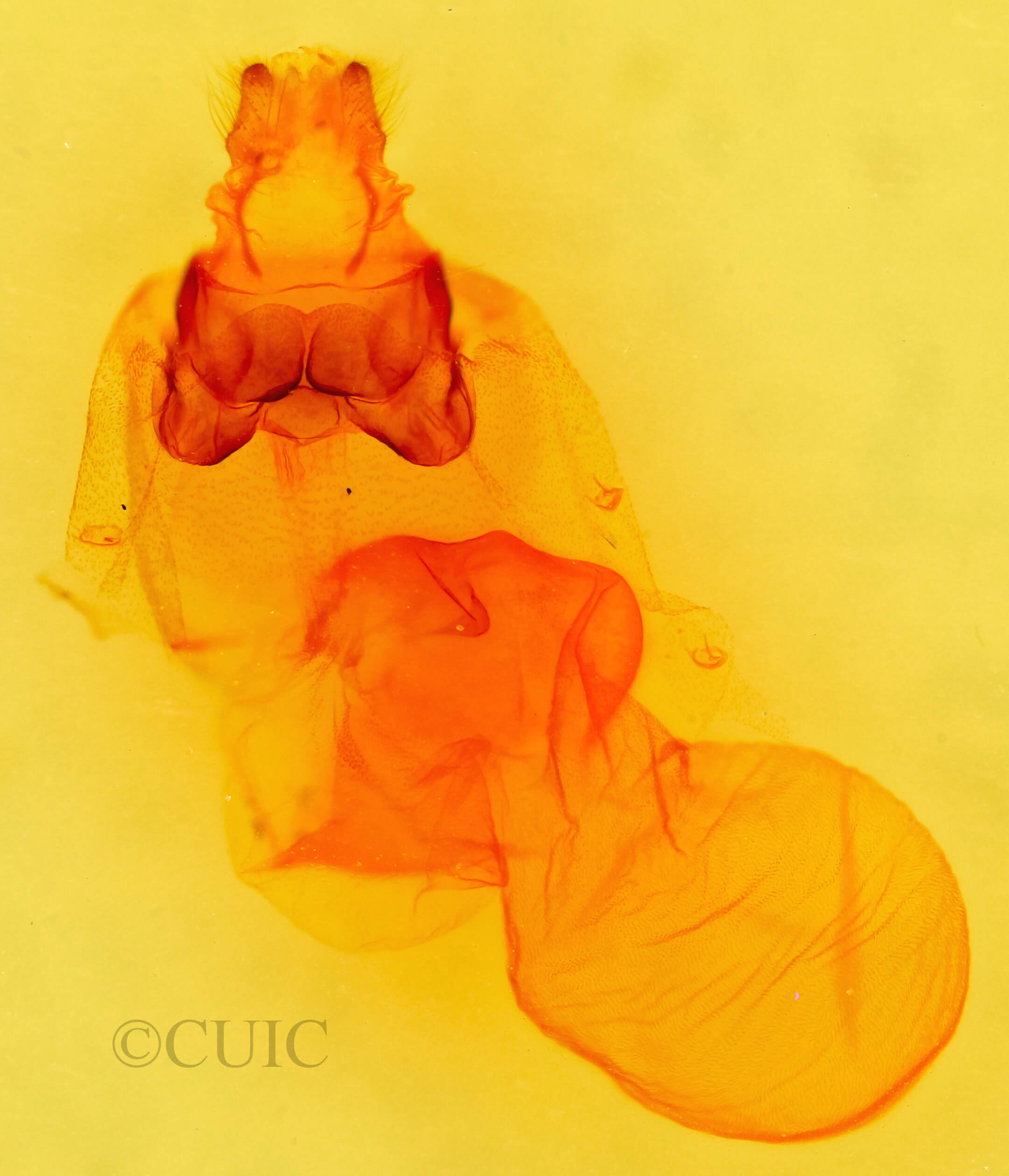 genitalia view of adult Acronicta retardata