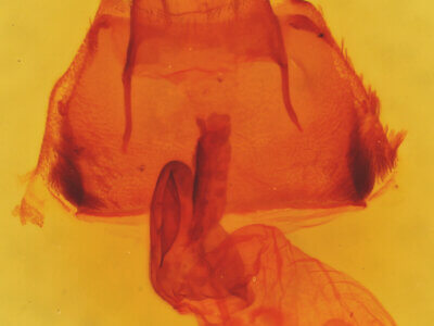 genitalia view of adult Polygrammate hebraeicum