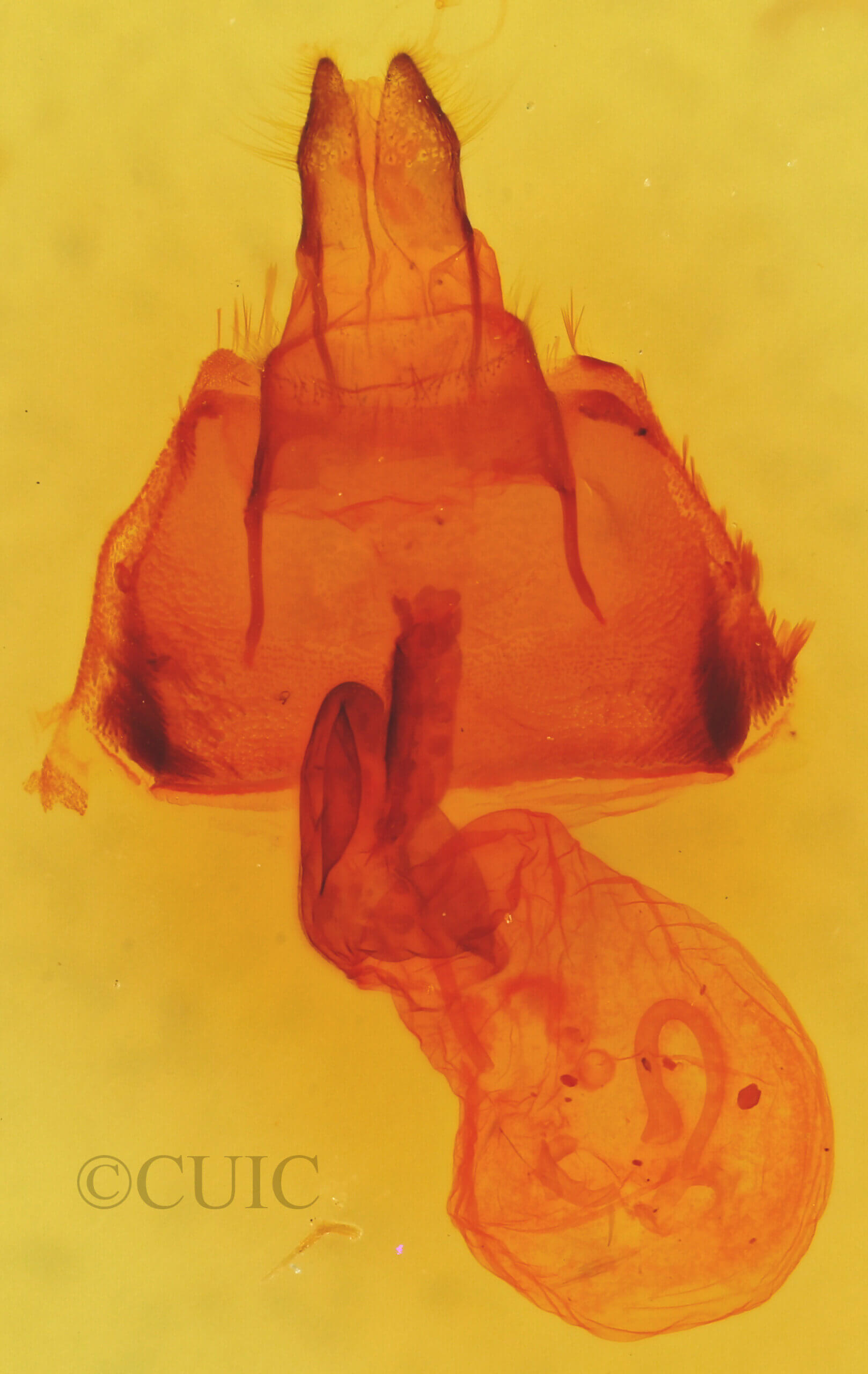genitalia view of adult Polygrammate hebraeicum