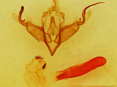 genitalia view of adult Lithophane diamphidia