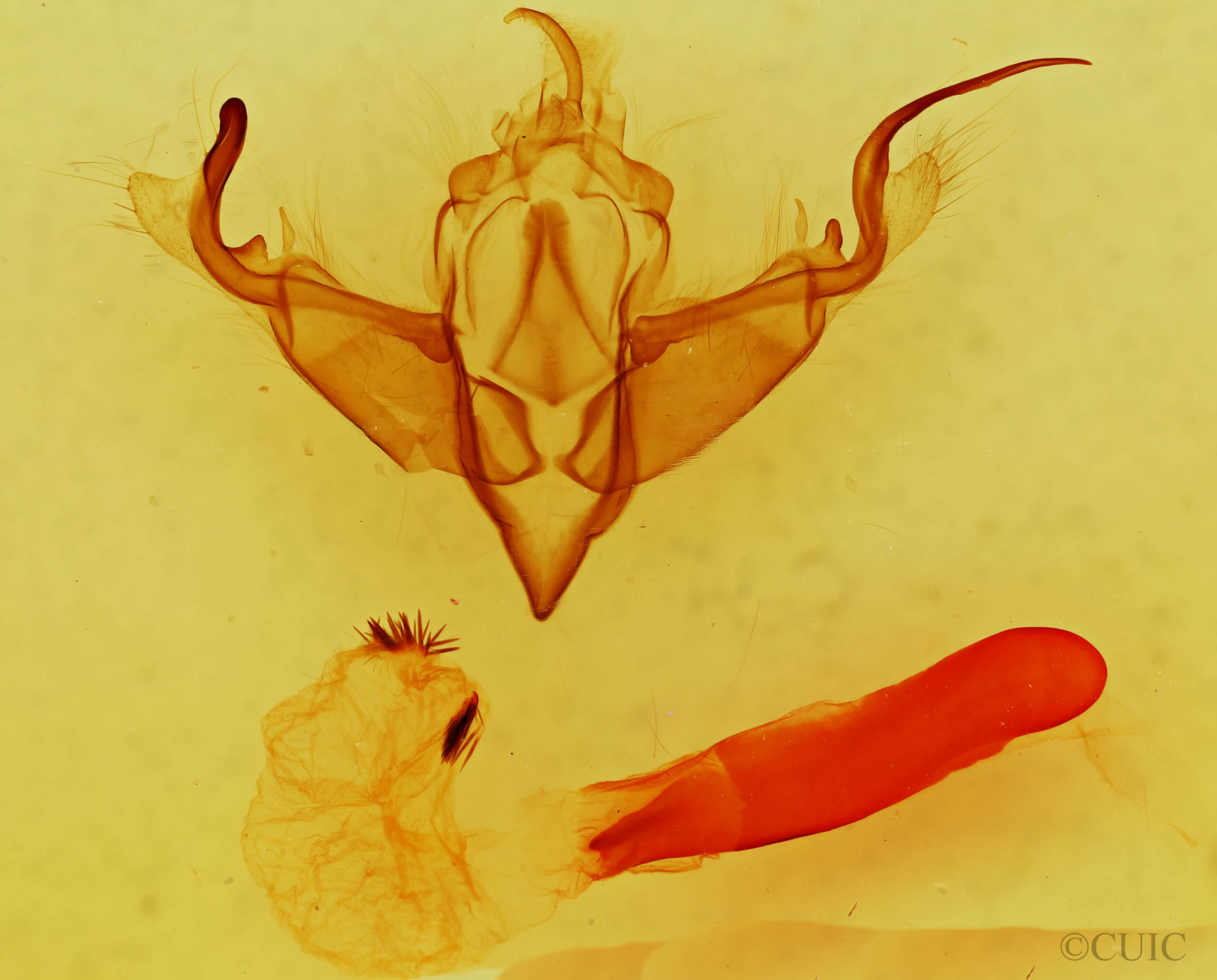 genitalia view of adult Lithophane diamphidia