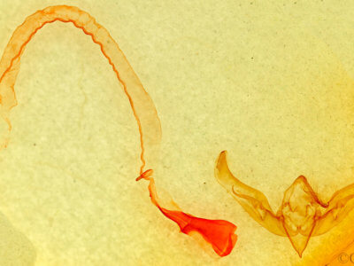 genitalia view of adult Anicla sp.