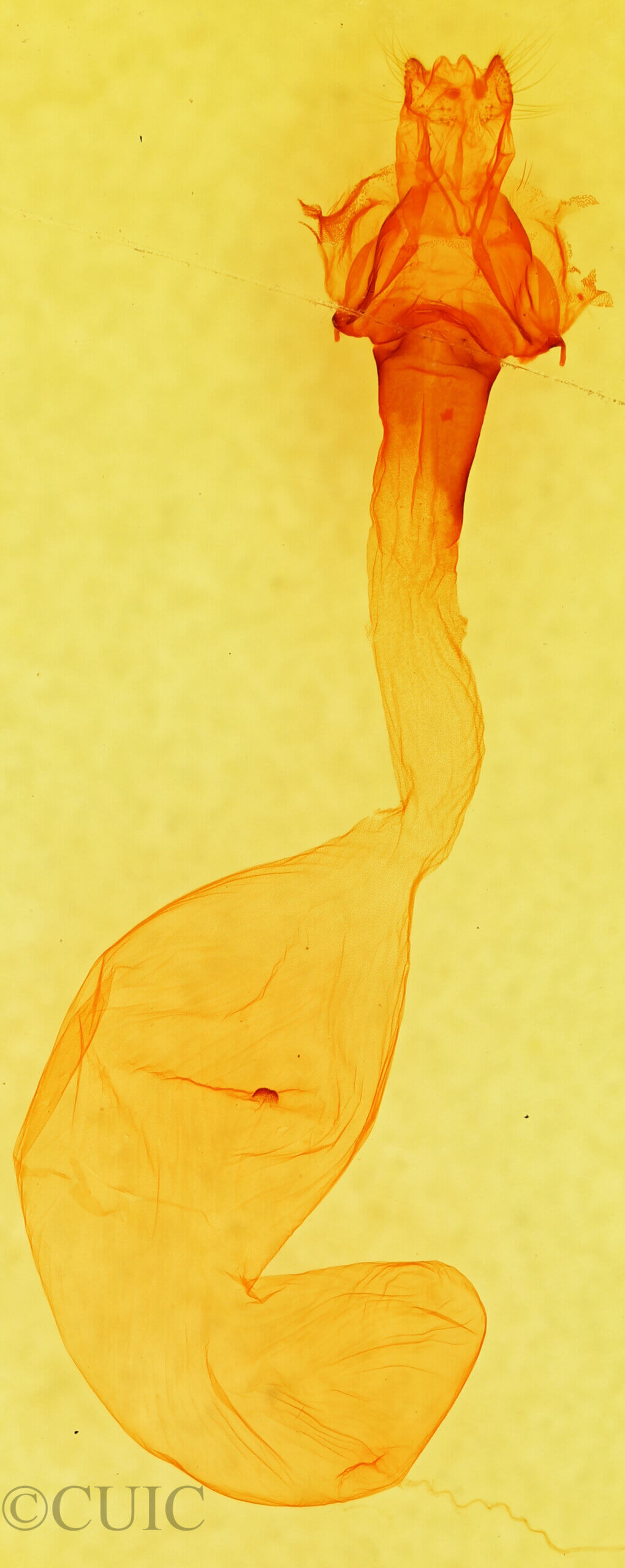 genitalia view of adult Anicla sp.