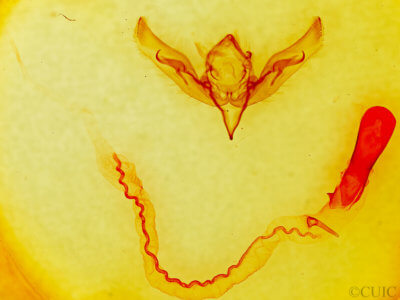 genitalia view of adult Anicla sp.