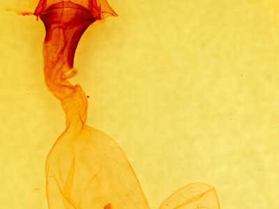 genitalia view of adult Anicla sp.