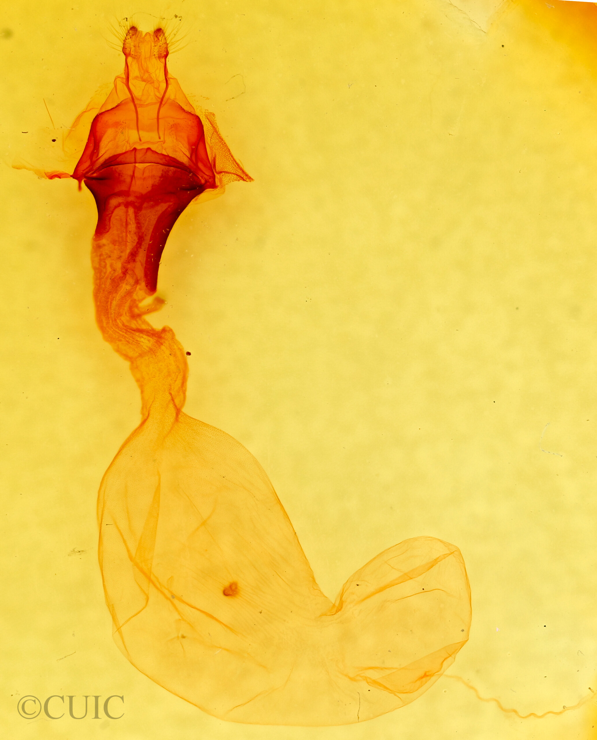 genitalia view of adult Anicla sp.