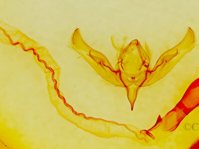 genitalia view of adult Anicla sp.