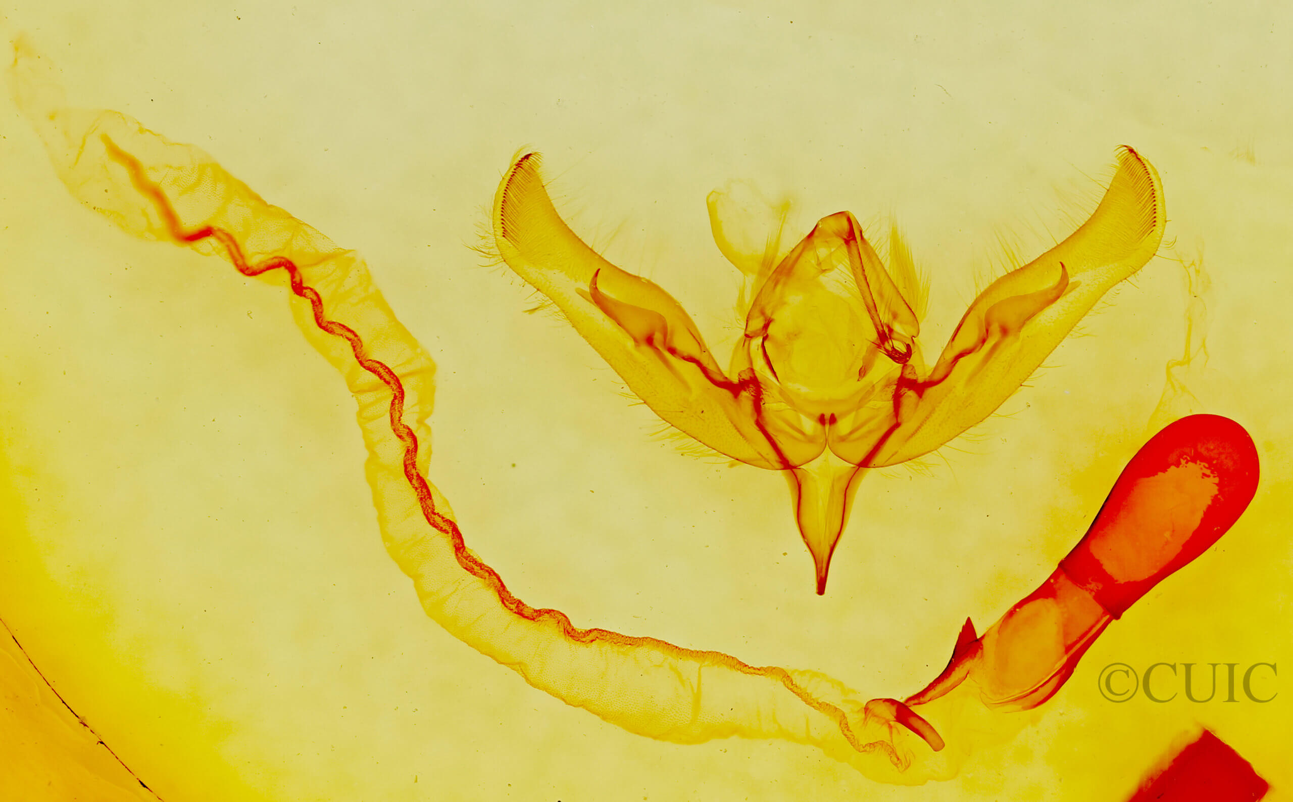 genitalia view of adult Anicla sp.