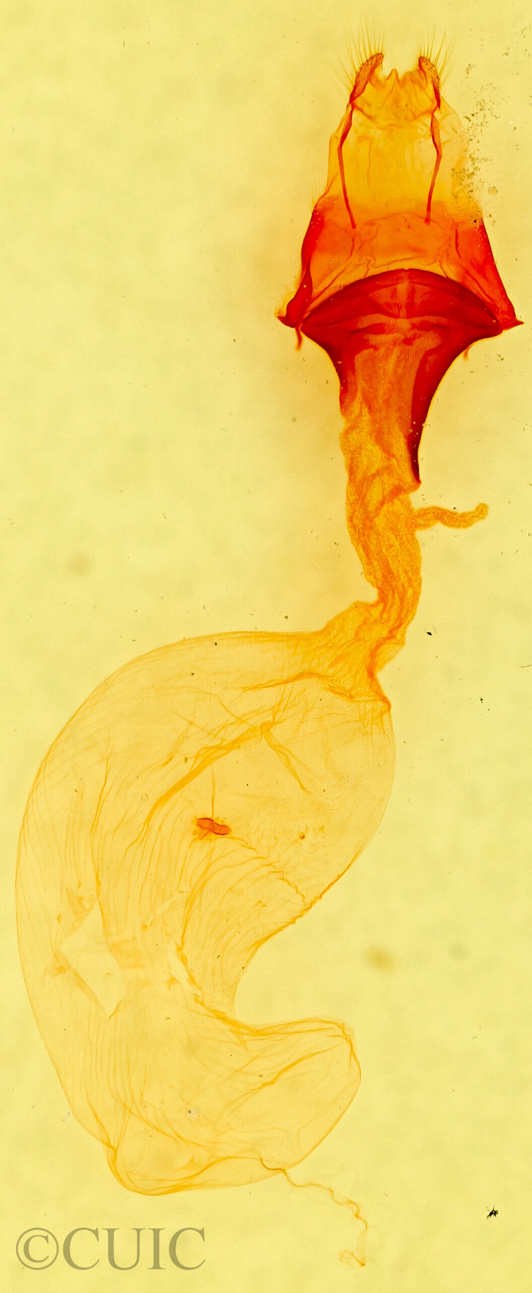 genitalia view of adult Anicla sp.