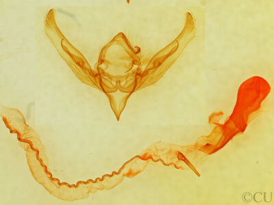 genitalia view of adult Anicla sp.