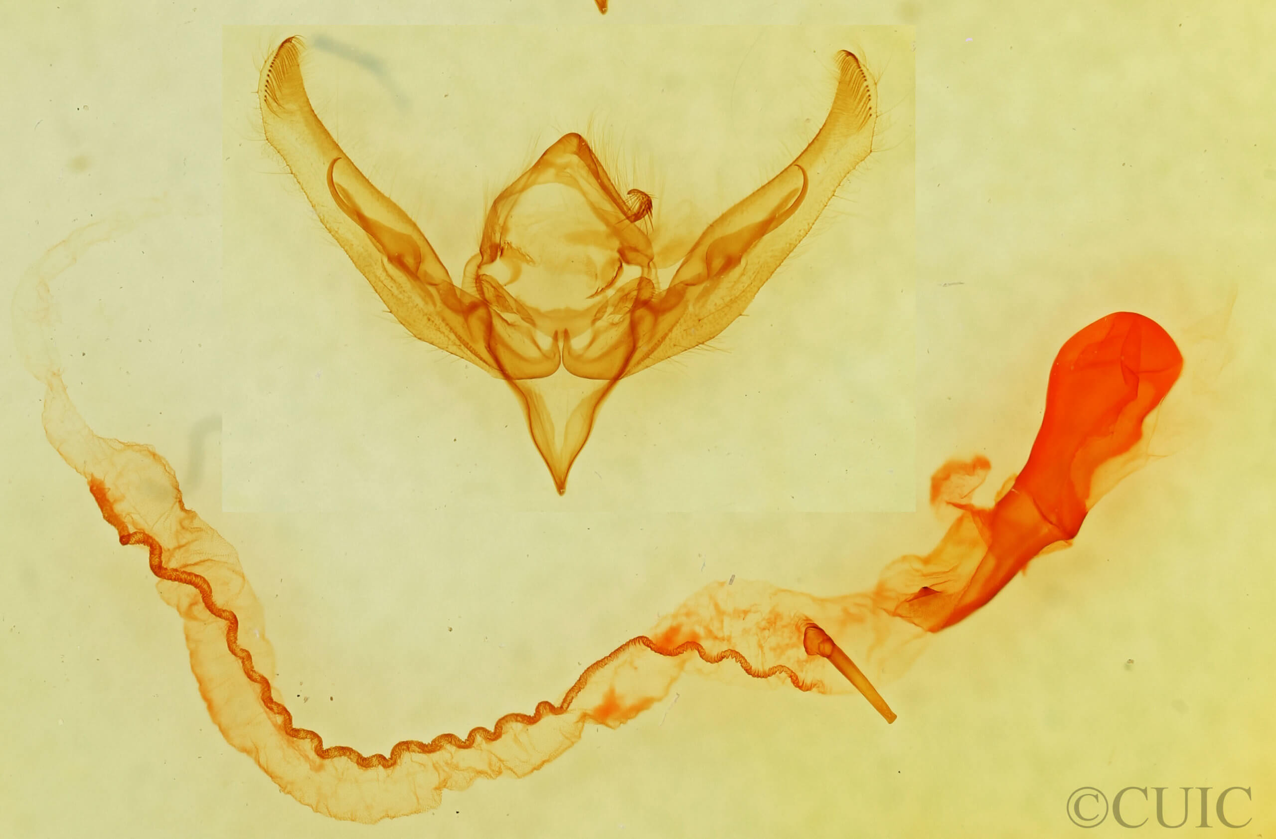 genitalia view of adult Anicla sp.