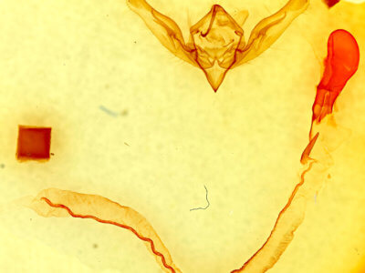 ventral view of adult Anicla sp.