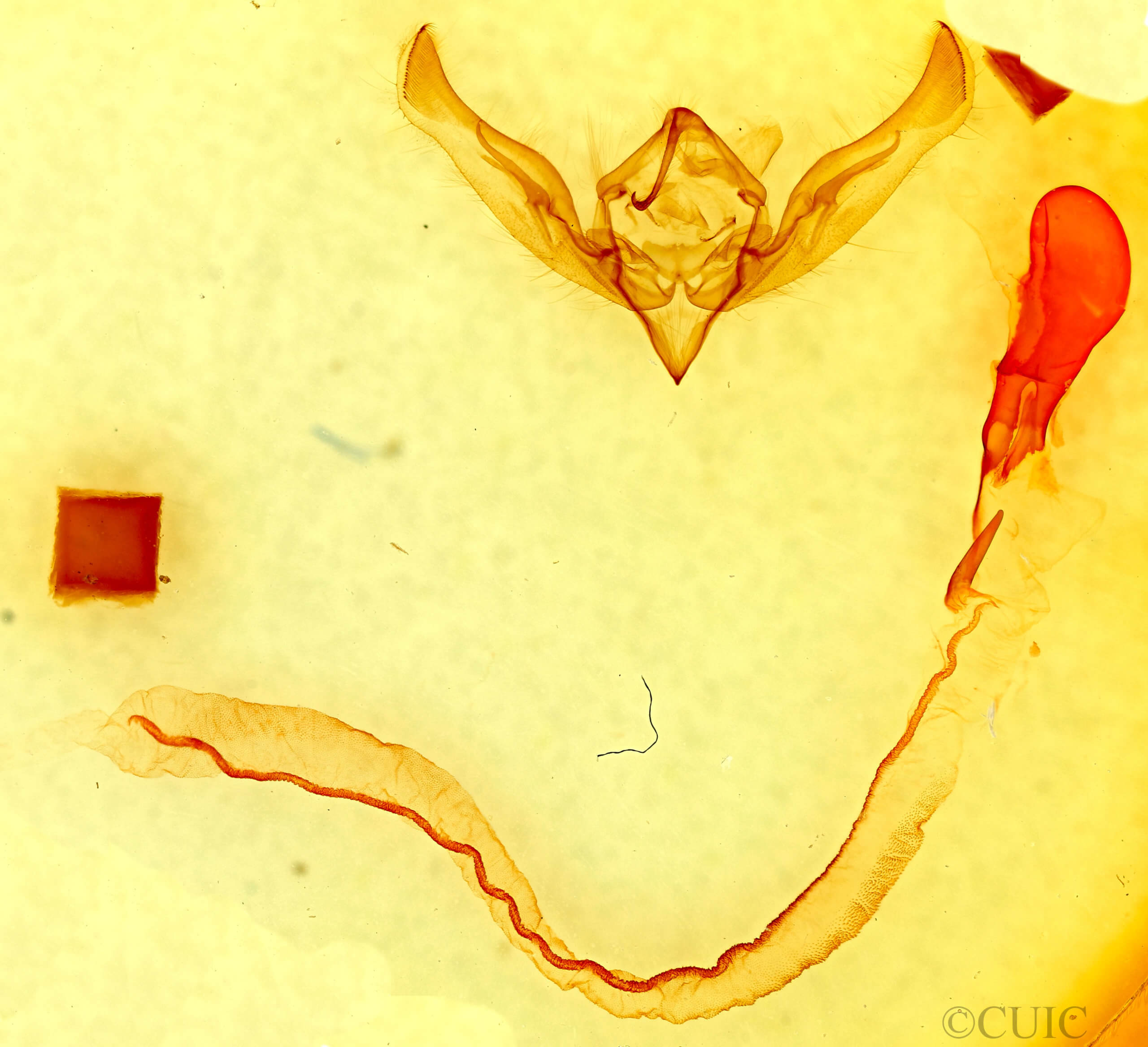 ventral view of adult Anicla sp.