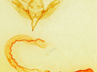 genitalia view of adult Anicla sp.