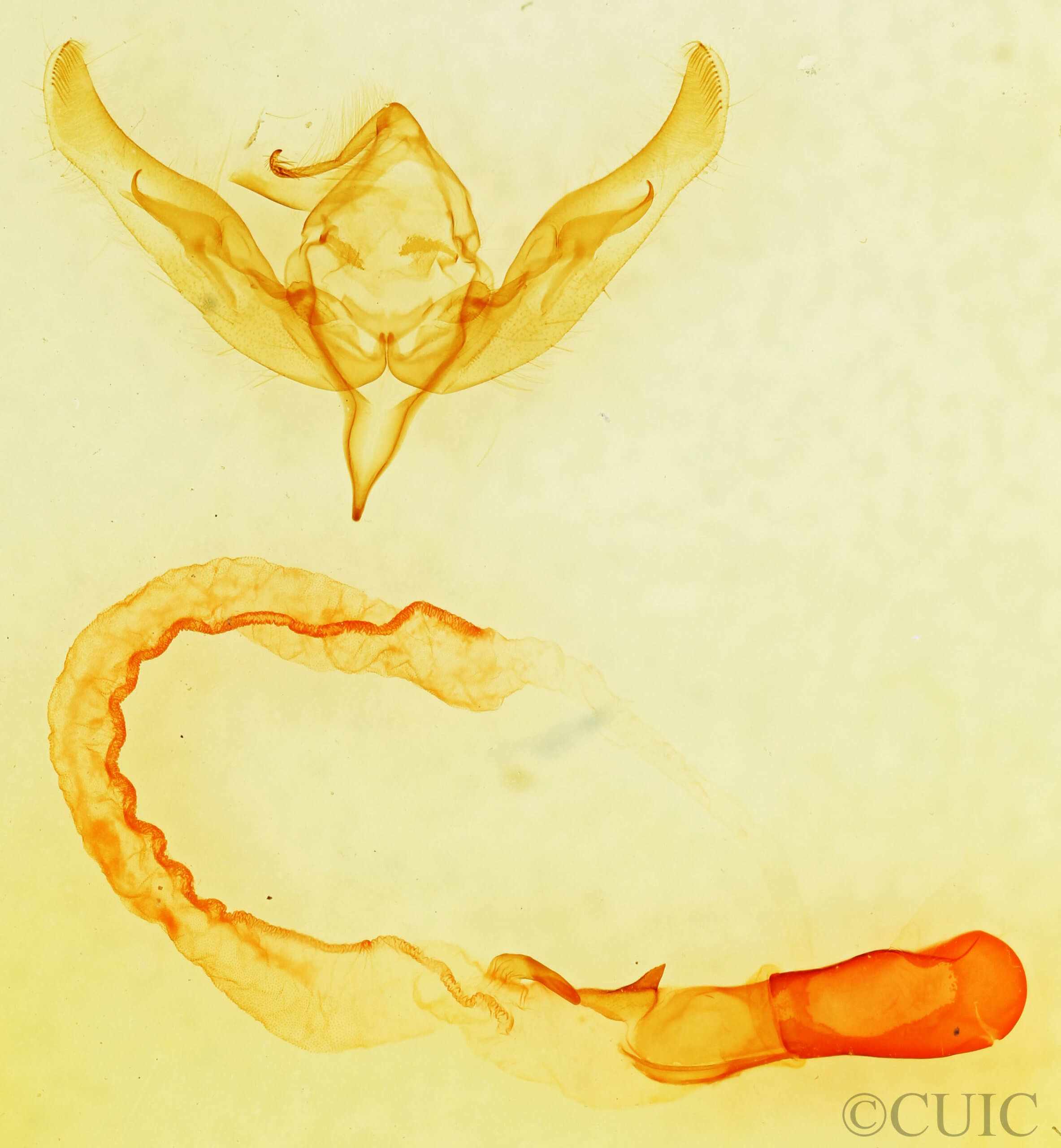 genitalia view of adult Anicla sp.