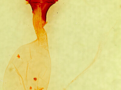 genitalia view of adult Anicla sp.