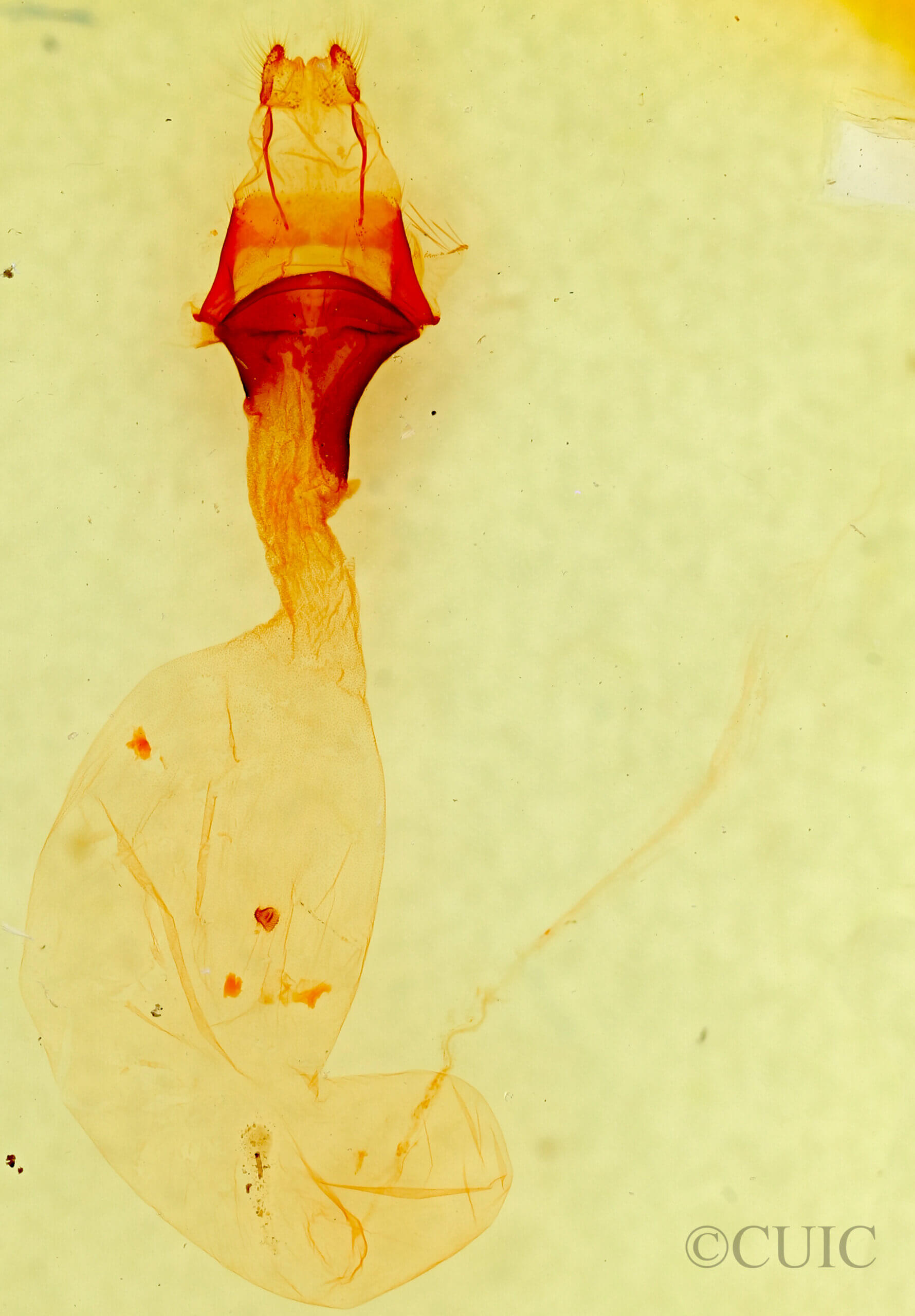 genitalia view of adult Anicla sp.
