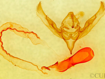 genitalia view of adult Anicla sp.
