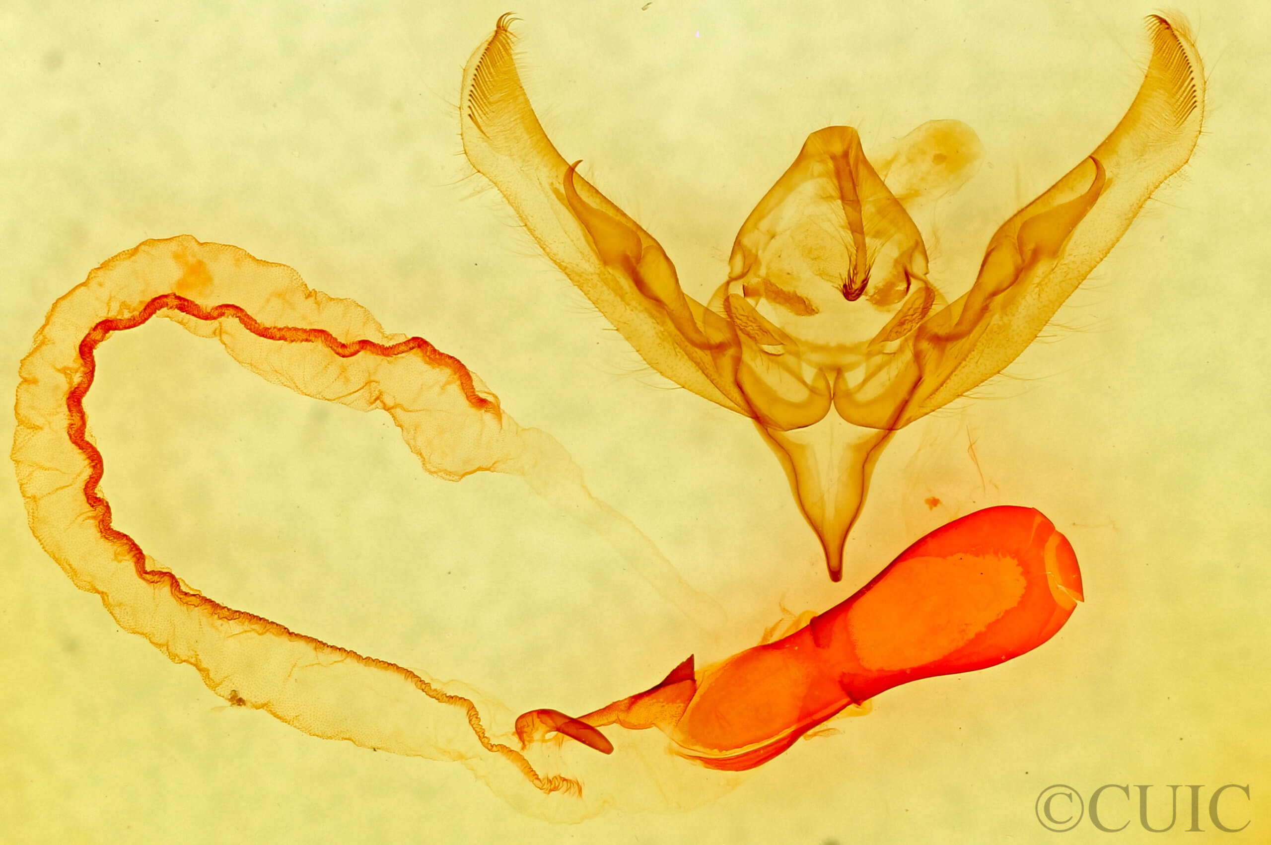 genitalia view of adult Anicla sp.