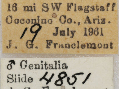 label view of adult Setagrotis sp.