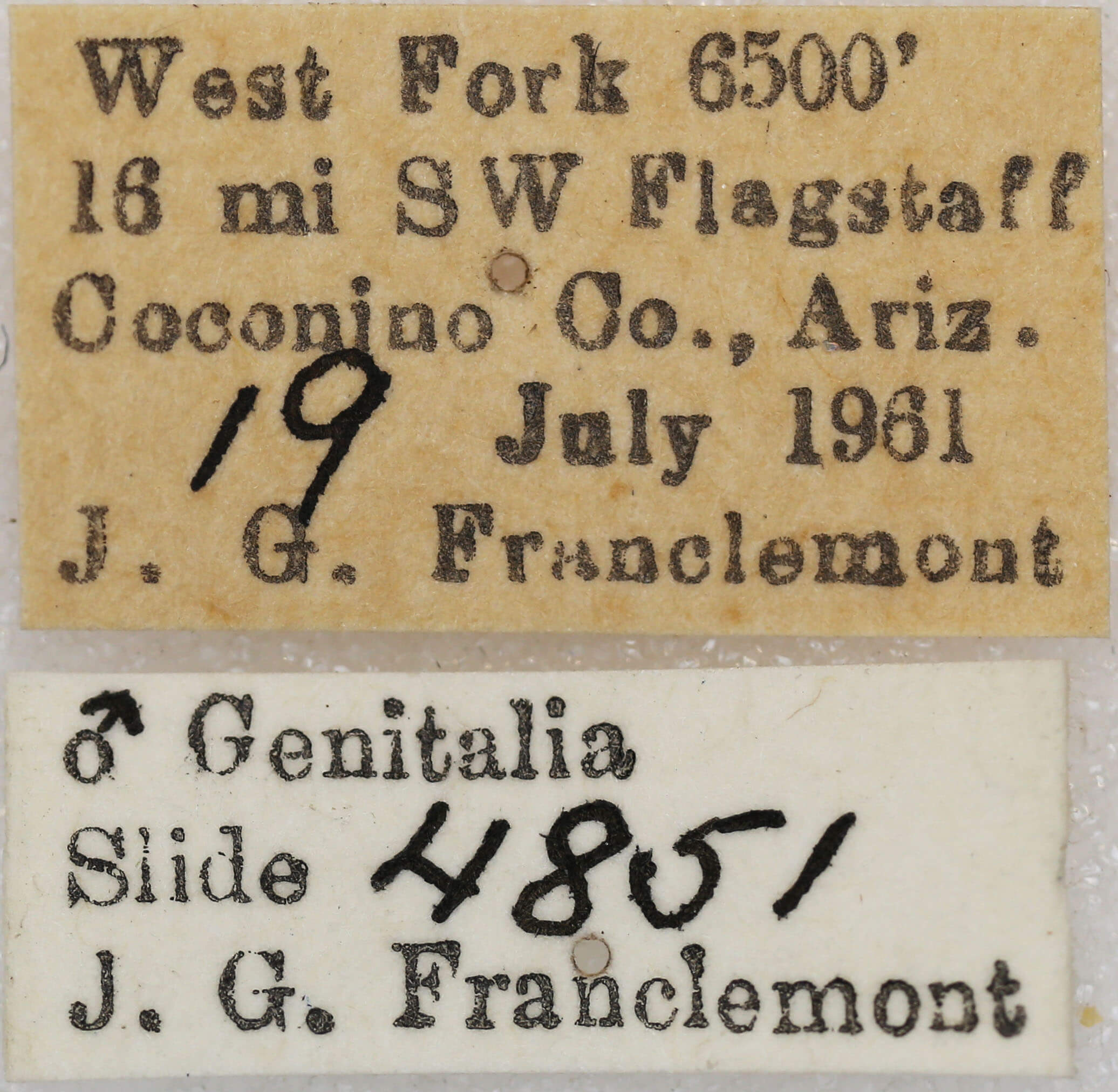 label view of adult Setagrotis sp.