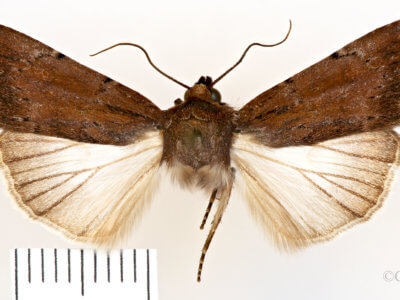dorsal view of adult Setagrotis sp.