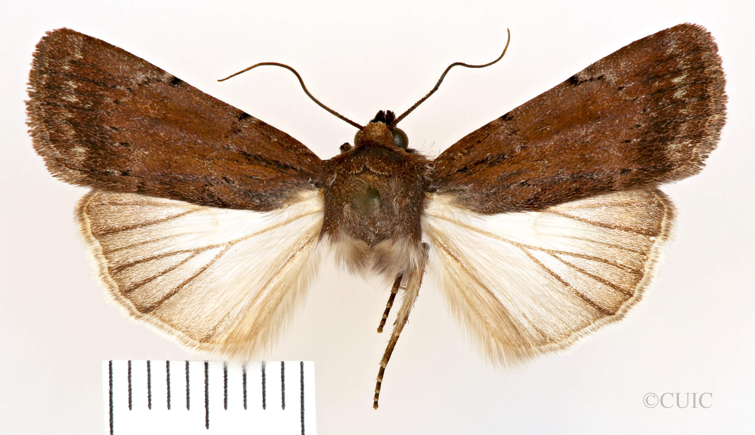 dorsal view of adult Setagrotis sp.