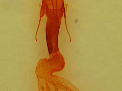 genitalia view of adult Setagrotis sp.