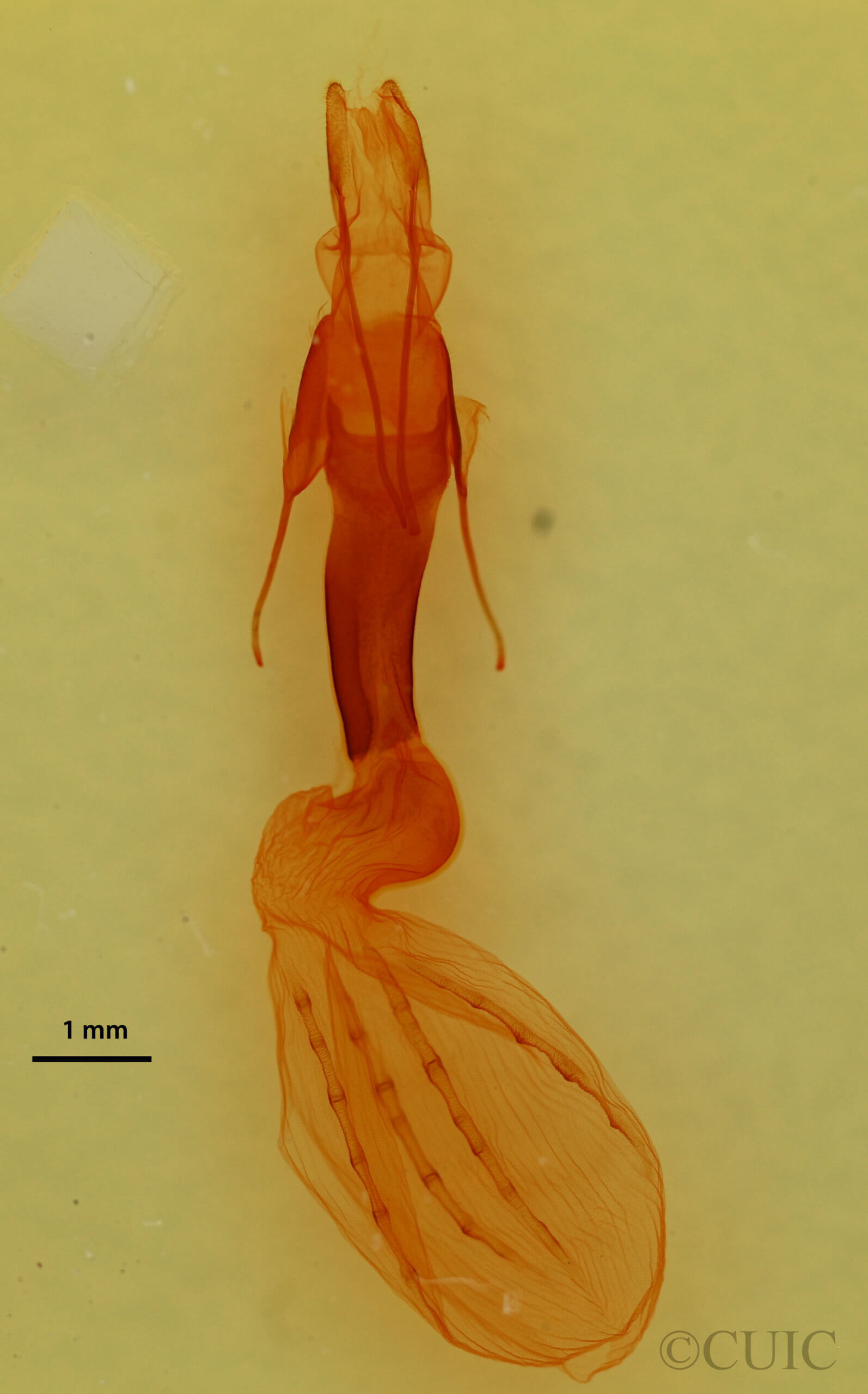 genitalia view of adult Setagrotis sp.