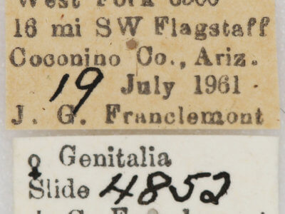 label view of adult Setagrotis sp.