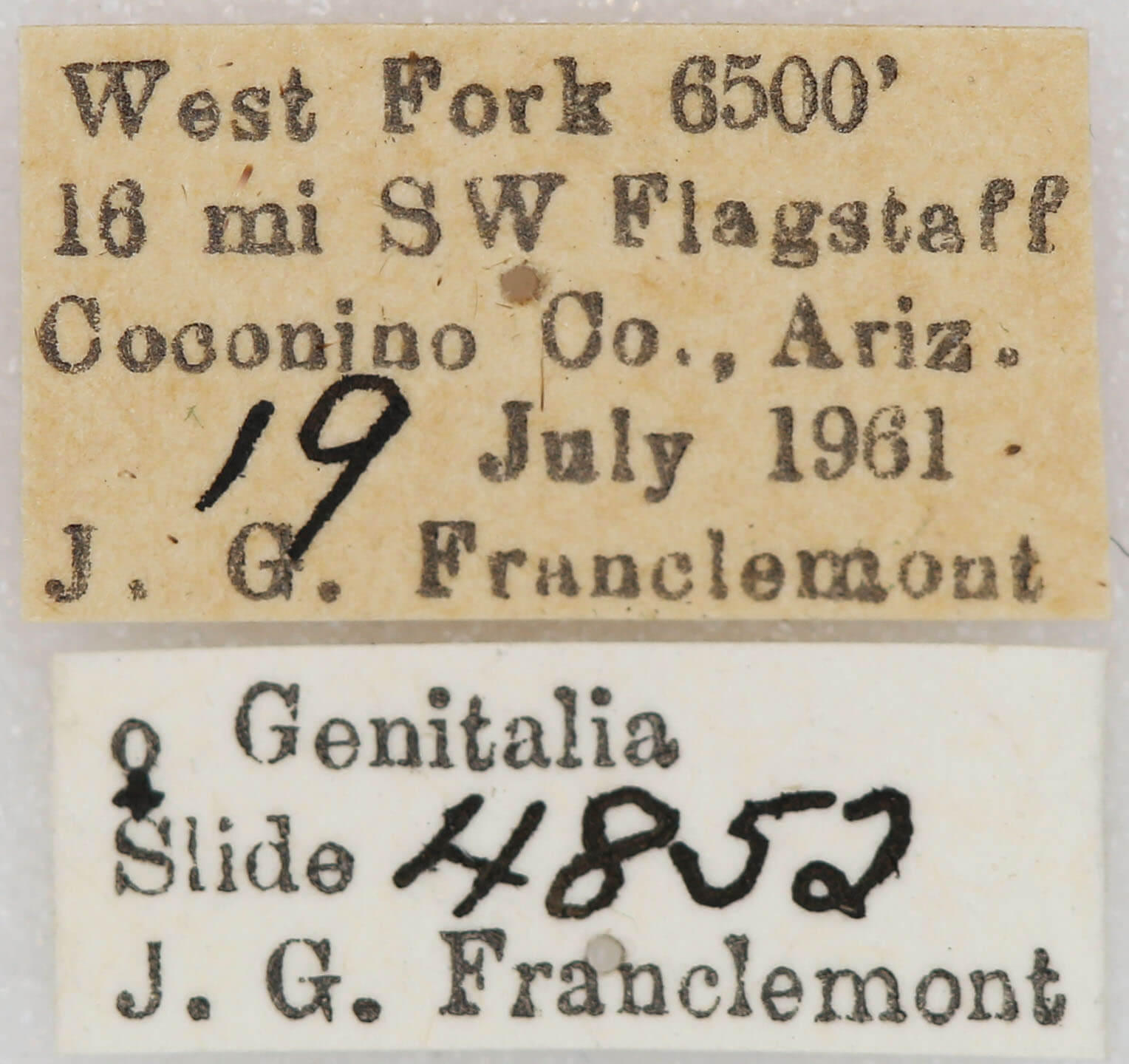 label view of adult Setagrotis sp.