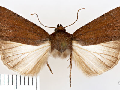 dorsal view of adult Setagrotis sp.