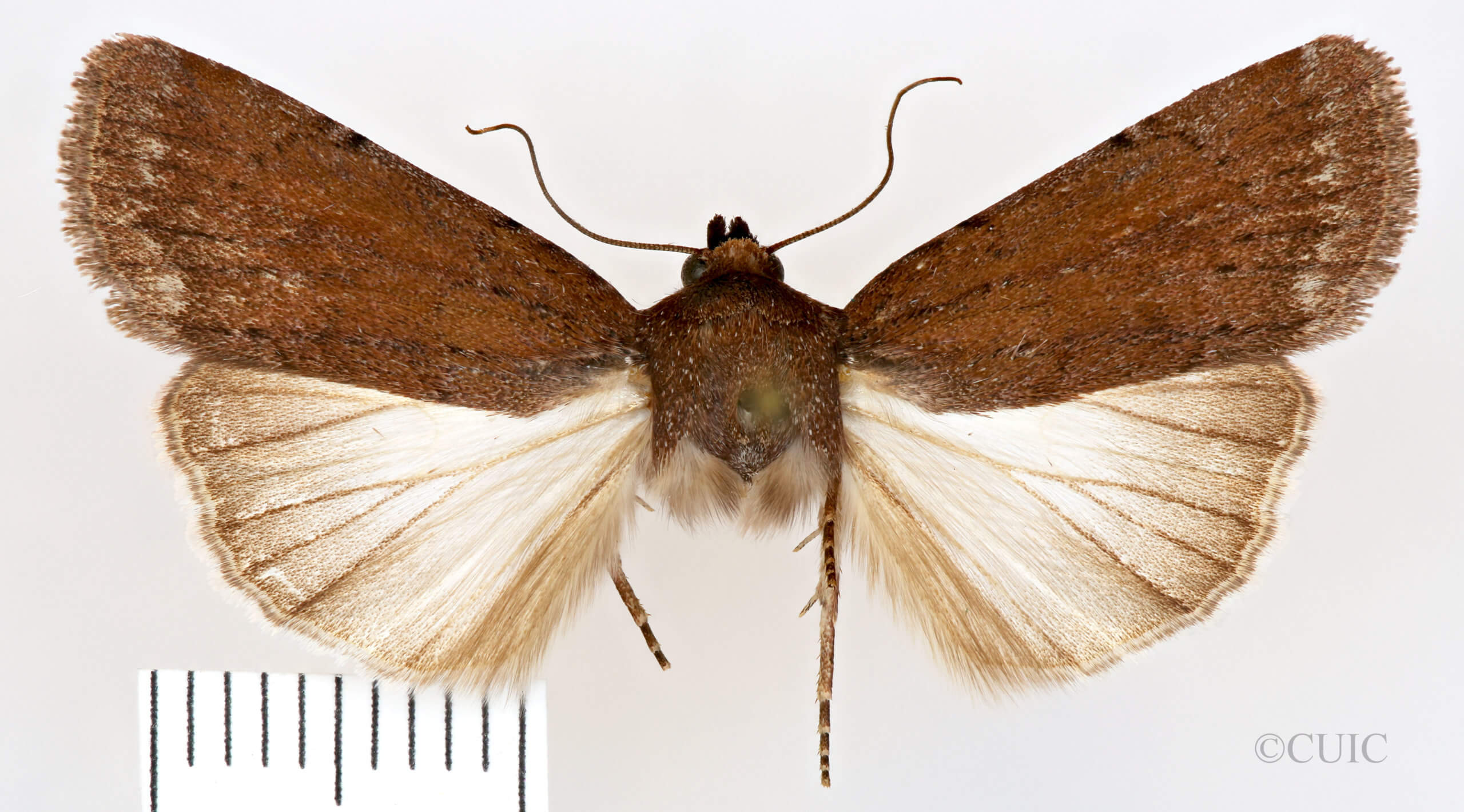 dorsal view of adult Setagrotis sp.