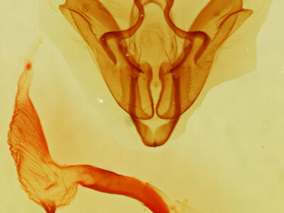 genitalia view of adult Setagrotis sp.