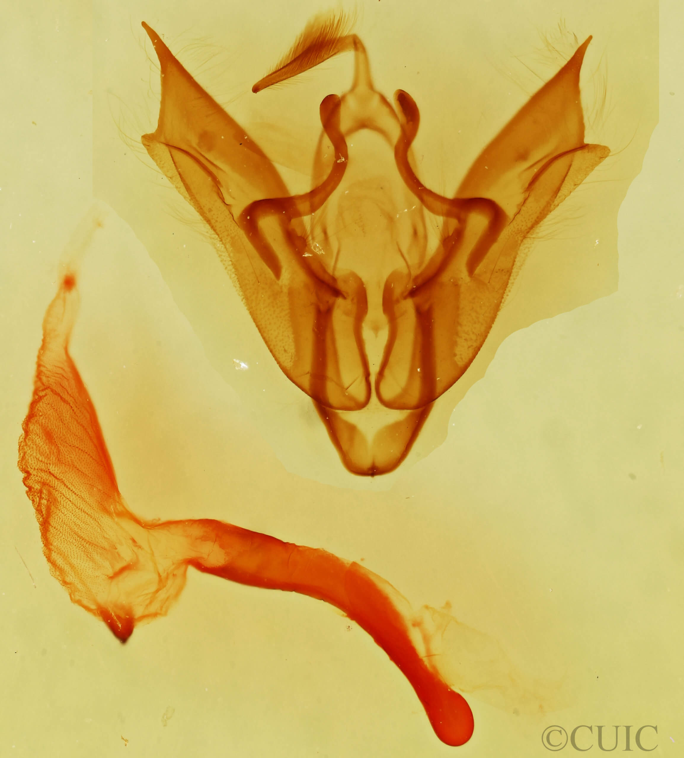 genitalia view of adult Setagrotis sp.