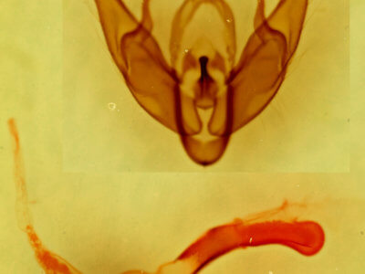 genitalia view of adult Setagrotis sp.