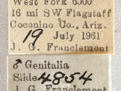 label view of adult Setagrotis sp.