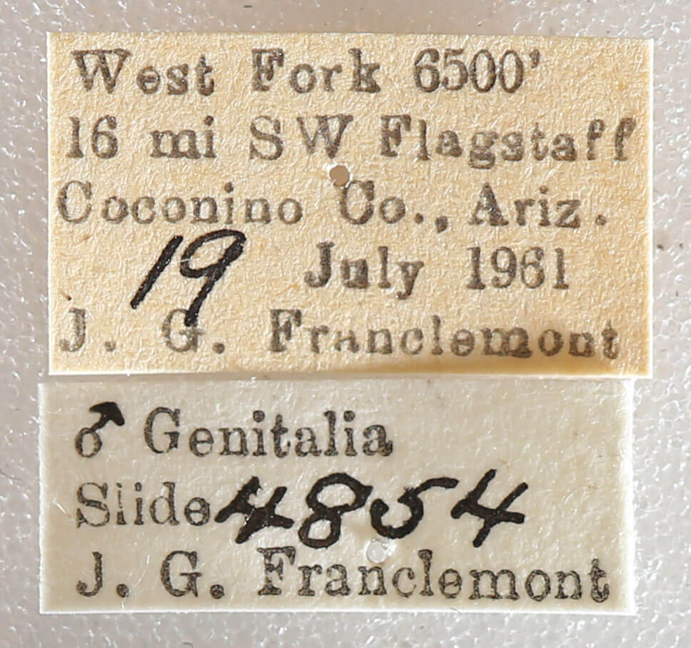 label view of adult Setagrotis sp.