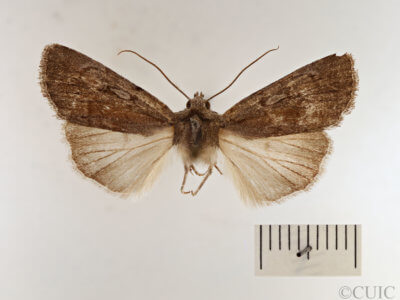 dorsal view of adult Setagrotis sp.