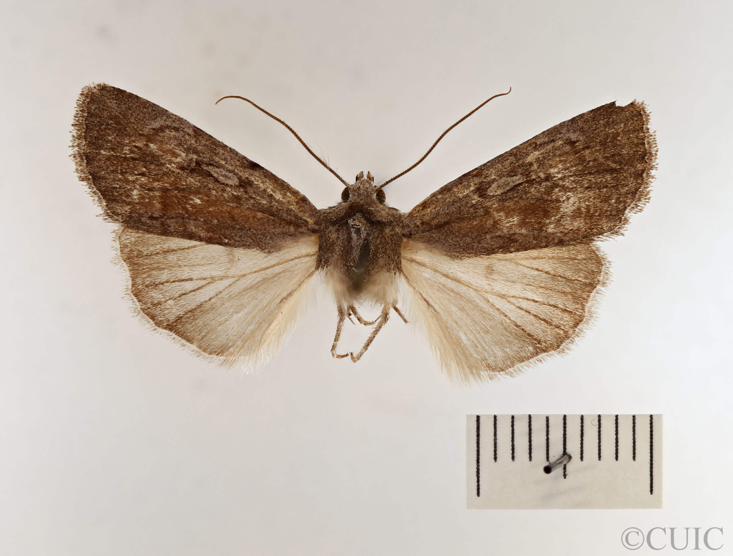 dorsal view of adult Setagrotis sp.