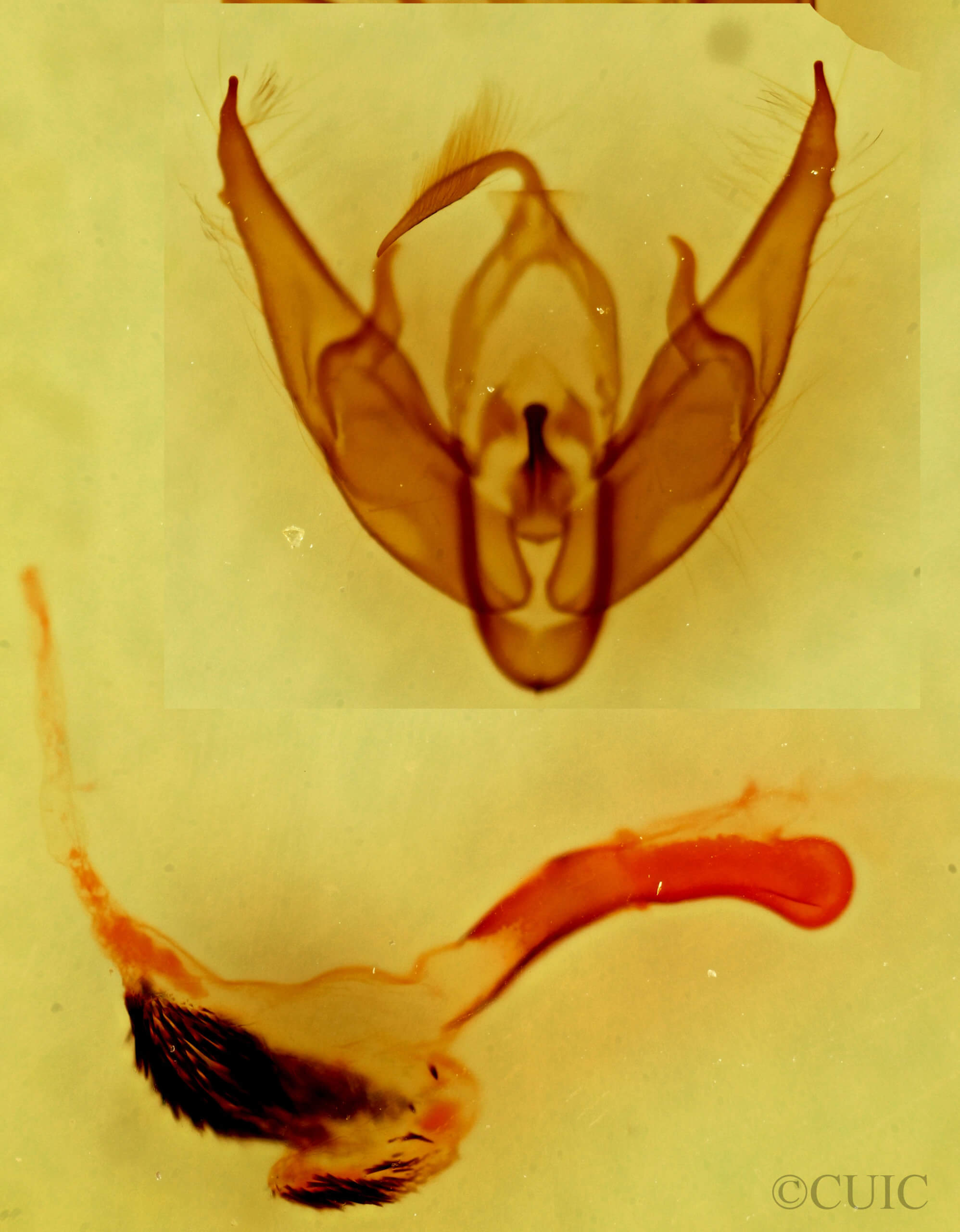 genitalia view of adult Setagrotis sp.