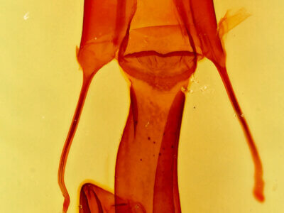 genitalia view of adult Setagrotis sp.