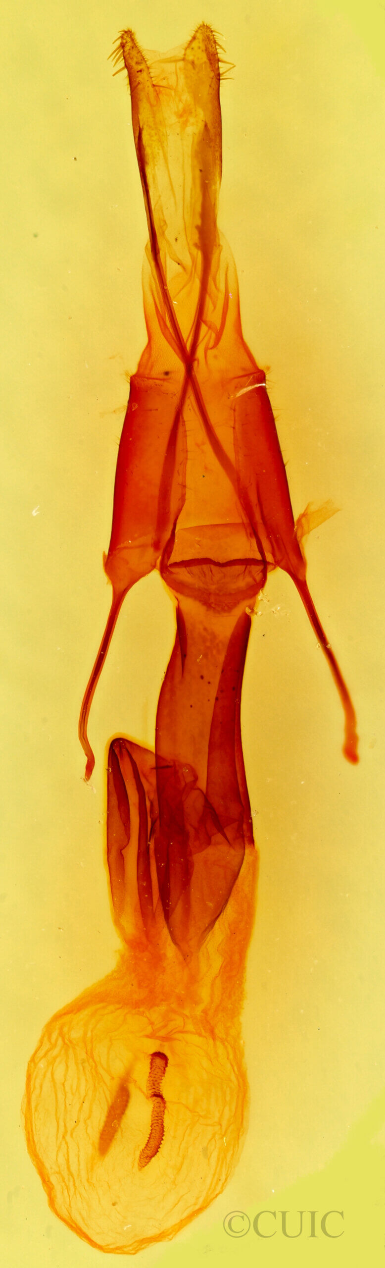 genitalia view of adult Setagrotis sp.