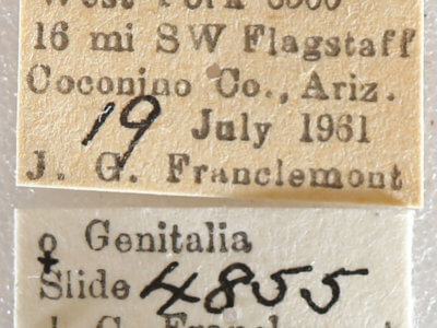 label view of adult Setagrotis sp.